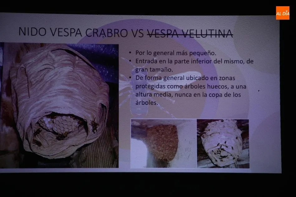 Foto 8 - Los vecinos de Sobradillo ya conocen c&oacute;mo diferenciar una avispa asi&aacute;tica y c&oacute;mo actuar  