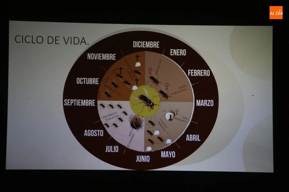 Foto 7 - Los vecinos de Sobradillo ya conocen c&oacute;mo diferenciar una avispa asi&aacute;tica y c&oacute;mo actuar  