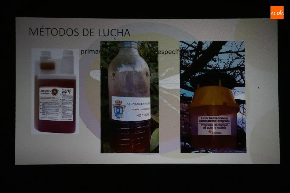 Foto 6 - Los vecinos de Sobradillo ya conocen c&oacute;mo diferenciar una avispa asi&aacute;tica y c&oacute;mo actuar  
