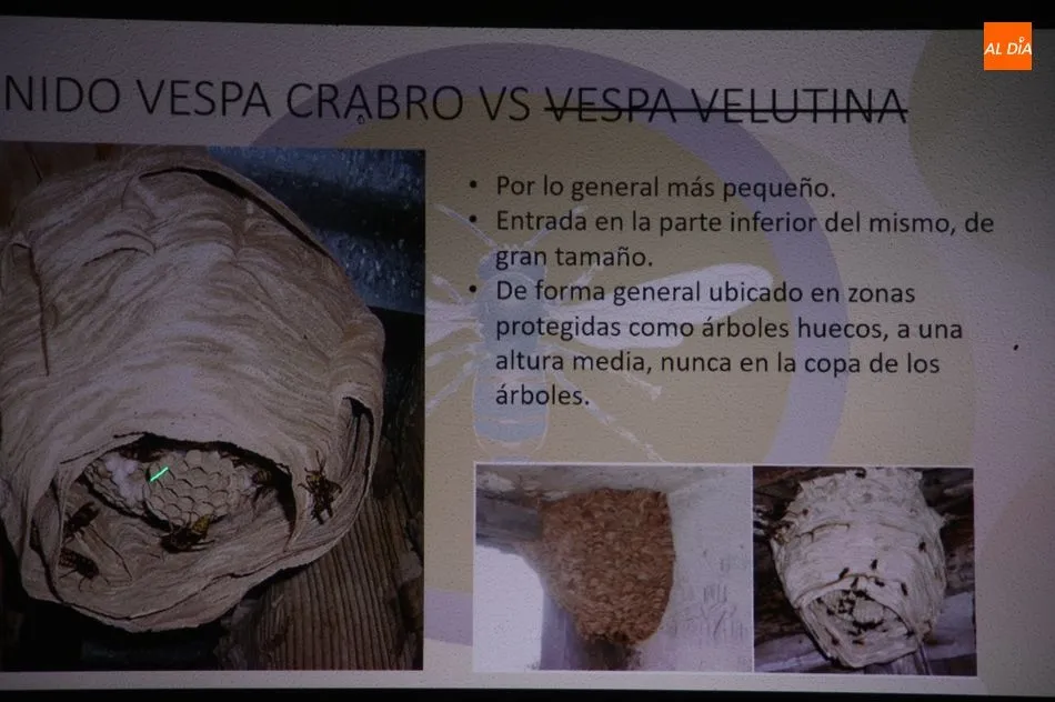 Foto 5 - Los vecinos de Sobradillo ya conocen c&oacute;mo diferenciar una avispa asi&aacute;tica y c&oacute;mo actuar  