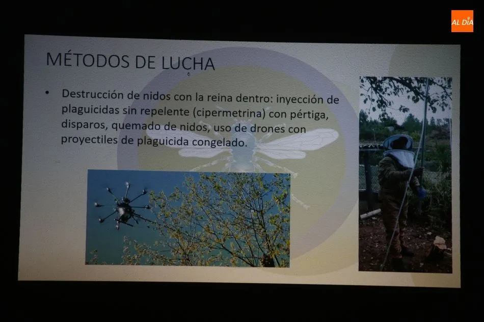 Foto 4 - Los vecinos de Sobradillo ya conocen c&oacute;mo diferenciar una avispa asi&aacute;tica y c&oacute;mo actuar  
