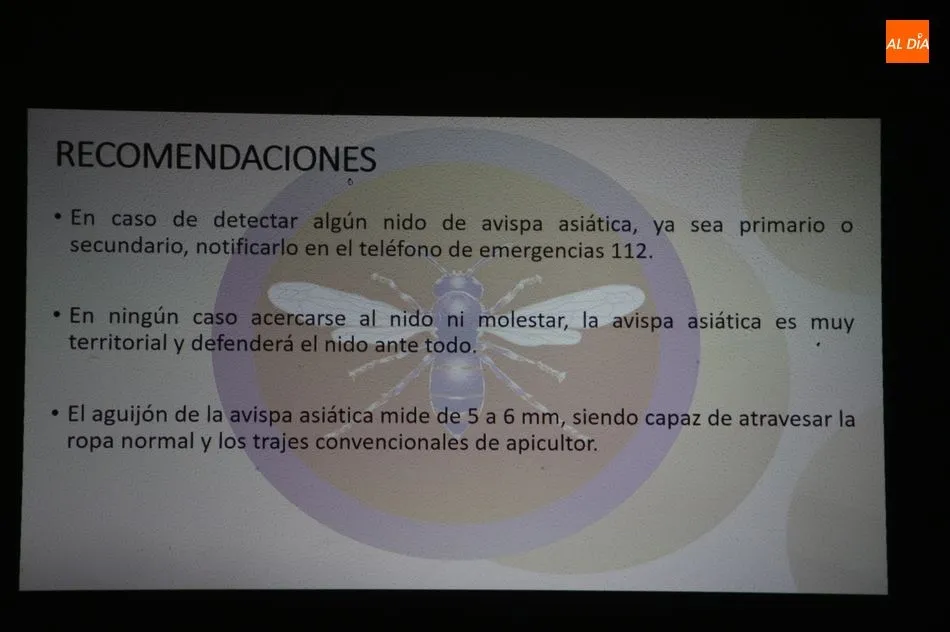 Foto 3 - Los vecinos de Sobradillo ya conocen c&oacute;mo diferenciar una avispa asi&aacute;tica y c&oacute;mo actuar  