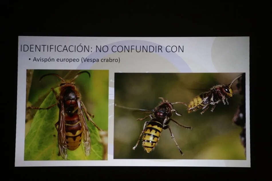 Foto 11 - Un apicultor de Villarino confirma la presencia de avispa asi&aacute;tica en la provincia  