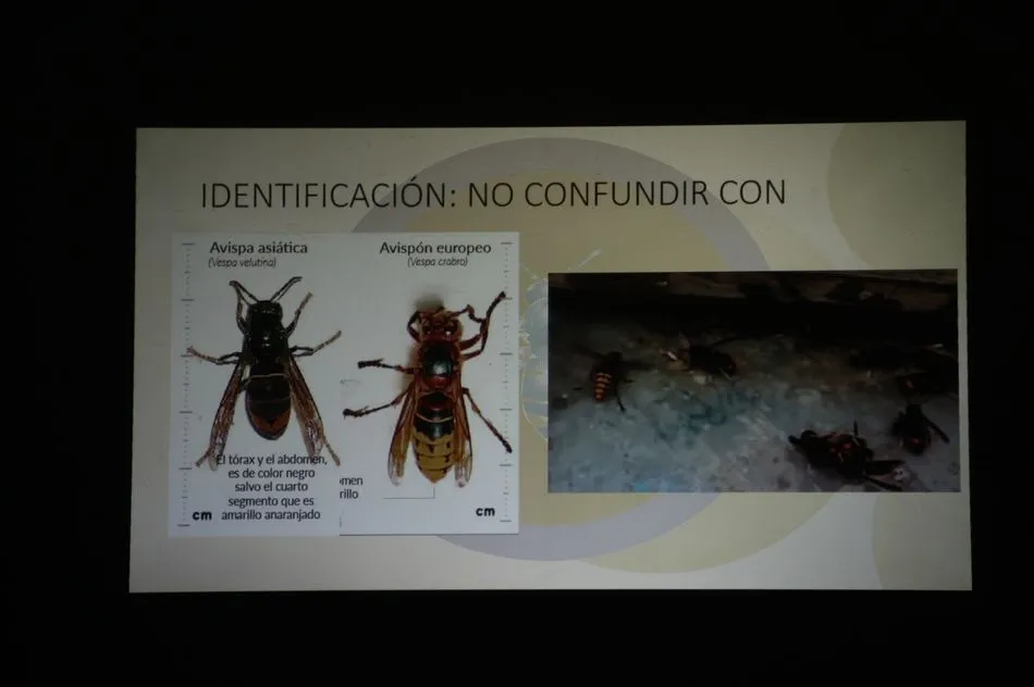 Foto 10 - Un apicultor de Villarino confirma la presencia de avispa asi&aacute;tica en la provincia  