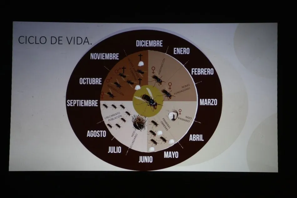 Foto 9 - Un apicultor de Villarino confirma la presencia de avispa asi&aacute;tica en la provincia  