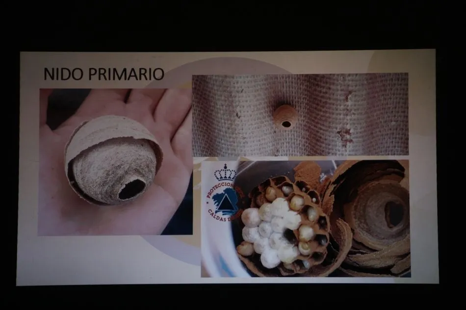Foto 8 - Un apicultor de Villarino confirma la presencia de avispa asi&aacute;tica en la provincia  
