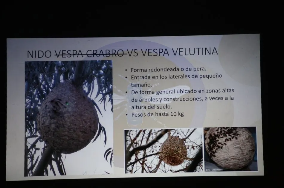 Foto 7 - Un apicultor de Villarino confirma la presencia de avispa asi&aacute;tica en la provincia  