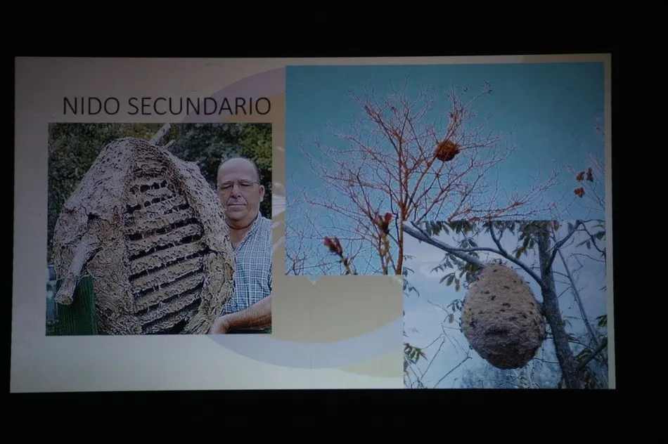 Foto 6 - Un apicultor de Villarino confirma la presencia de avispa asi&aacute;tica en la provincia  