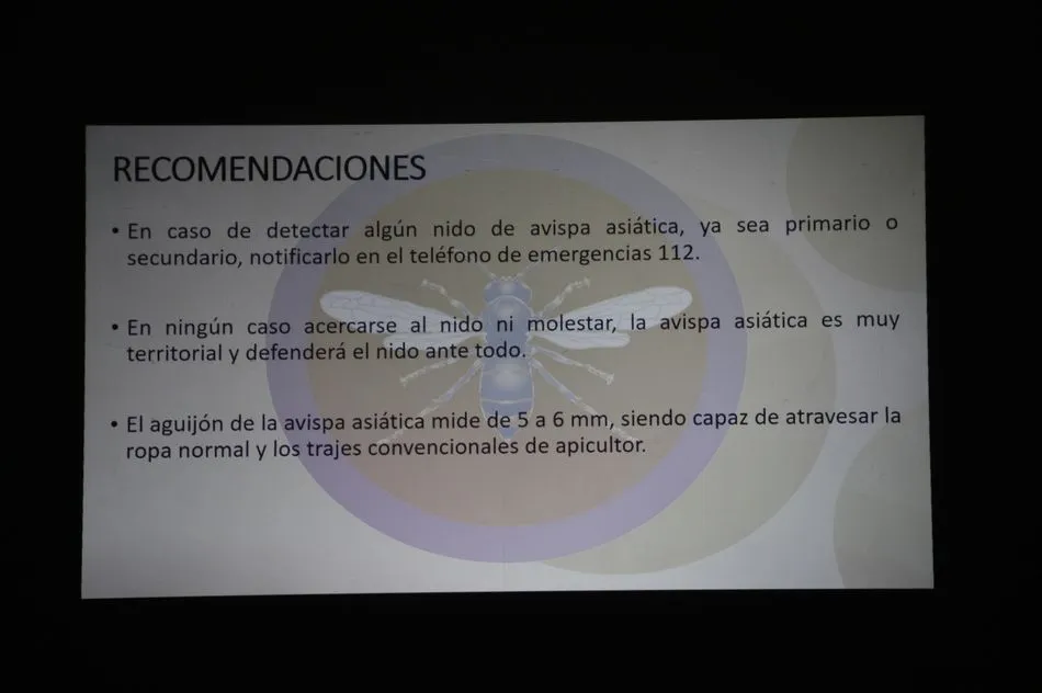 Foto 5 - Un apicultor de Villarino confirma la presencia de avispa asi&aacute;tica en la provincia  