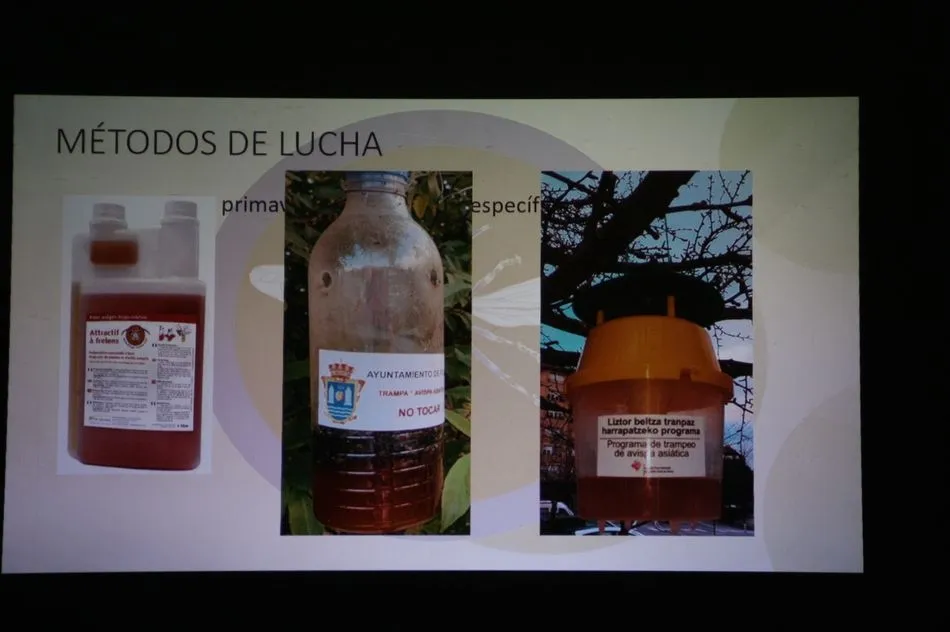 Foto 4 - Un apicultor de Villarino confirma la presencia de avispa asi&aacute;tica en la provincia  