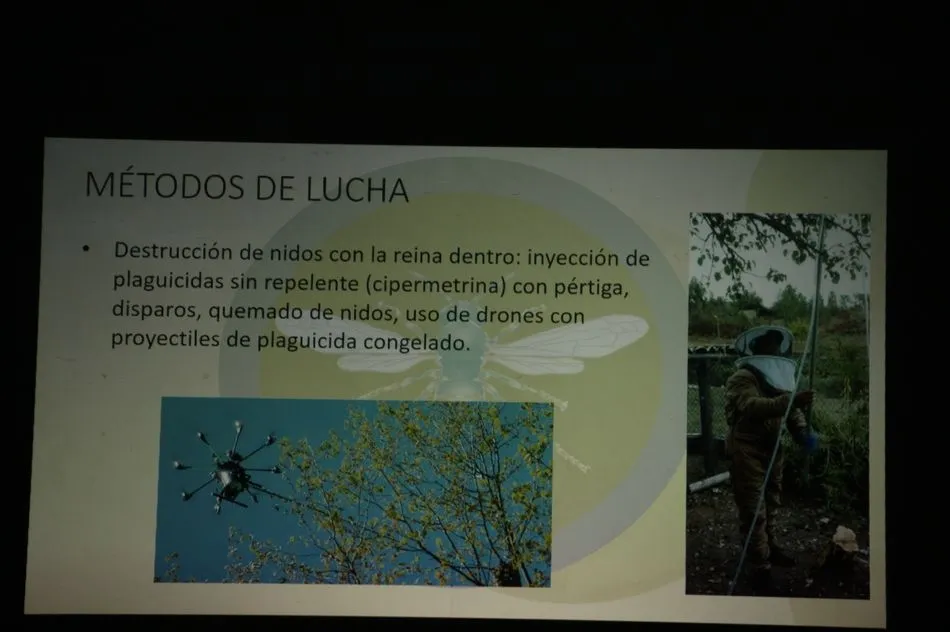 Foto 3 - Un apicultor de Villarino confirma la presencia de avispa asi&aacute;tica en la provincia  