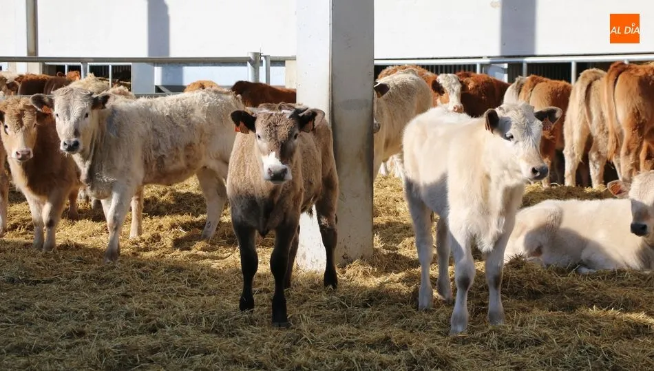 El vacuno de cebo repetía precios tras varias semanas de bajadas  / CORRAL