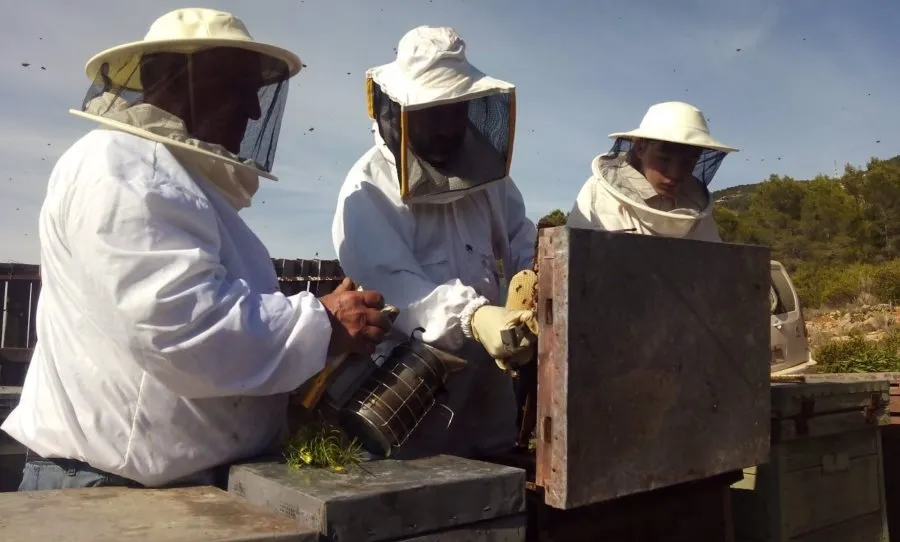 La convocatoria se enmarca en el programa nacional de medidas de apoyo a la apicultura