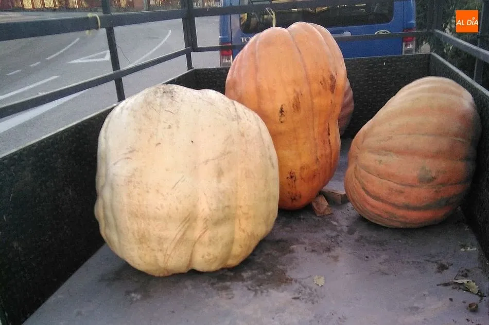 Foto 4 - El coronavirus impide que las calabazas gigantes de Villarino ambienten Halloween  