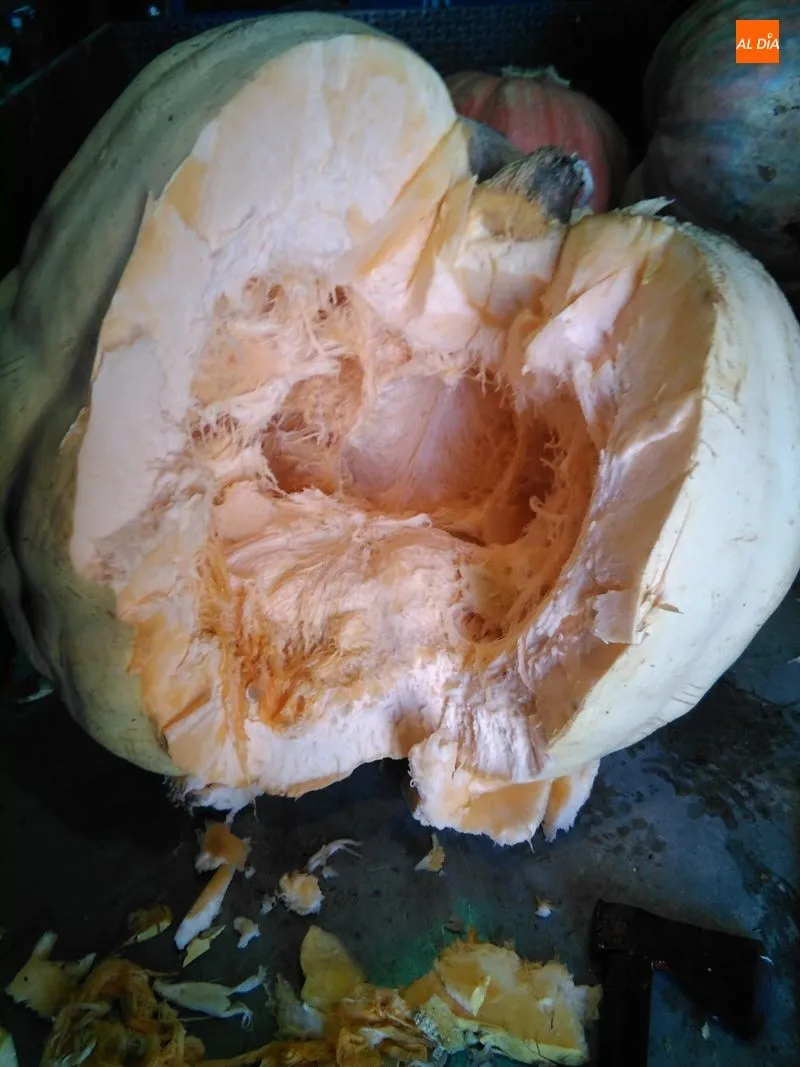 Foto 3 - El coronavirus impide que las calabazas gigantes de Villarino ambienten Halloween  