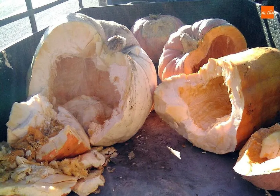 Foto 2 - El coronavirus impide que las calabazas gigantes de Villarino ambienten Halloween  