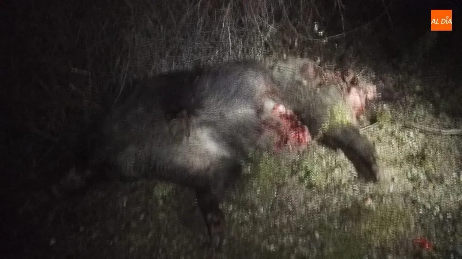 Foto 8 - Tres heridos en Ahigal de Villarino tras sufrir un accidente con un jabal&iacute;  