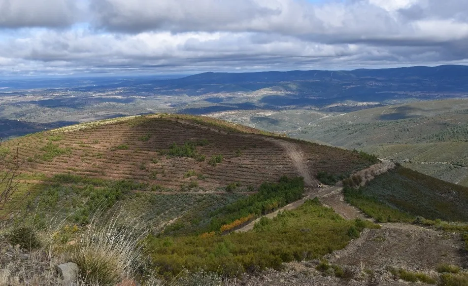 Arranca el proyecto de reforestación que llevará a plantar 49.000 árboles en Agallas  