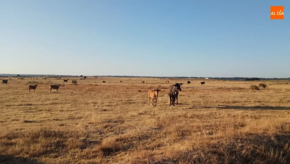 El vacuno optaba una semana más por la repetición en un momento difícil / CORRAL