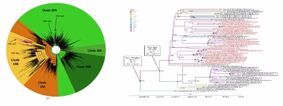 Foto 2 - Investigadores desvelan&nbsp;la evoluci&oacute;n gen&eacute;tica del coronavirus en el inicio de la pandemia en...