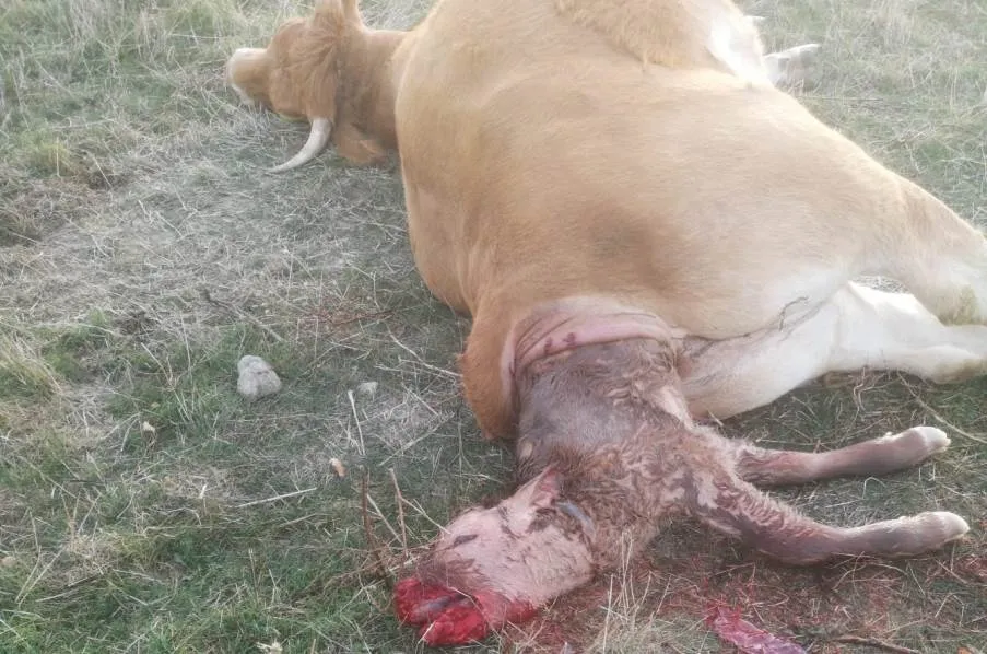 Foto 2 - Una vaca y dos terneros muertos por ataques de buitres y meloncillos en&nbsp;San Pedro de los Rozados&nbsp; ...