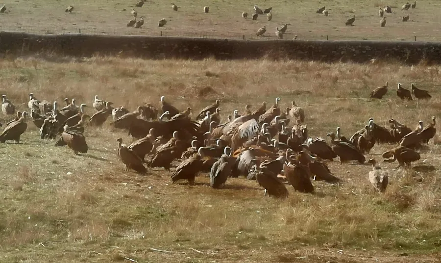 Ataque los buitres a un ternero en San Pedro de Rozados