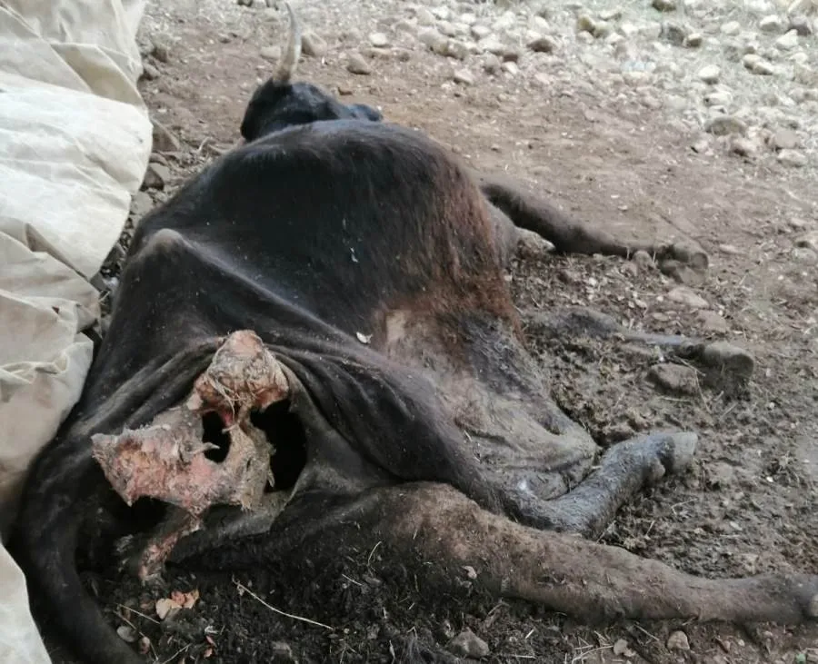 Foto 2 - Los buitres matan a una vaca y dejan en los huesos al ternero reci&eacute;n parido en Morasverdes