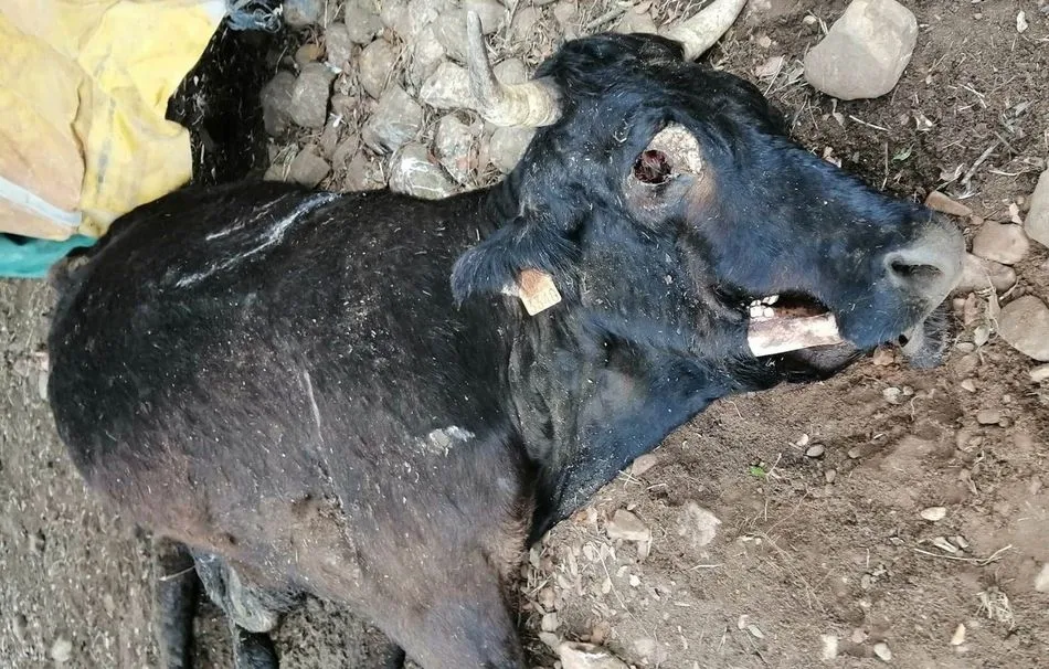 Los buitres acaban con la vida de una vaca en Morasverdes  