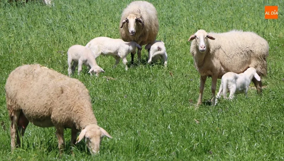 Los lechazos cotizaban a la baja en todas las categorías / CORRAL