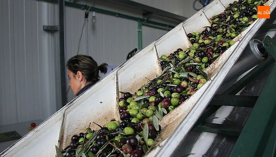 La almazara de Ahigal de los Aceiteros comenzaba la campaña el pasado 24 de octubre