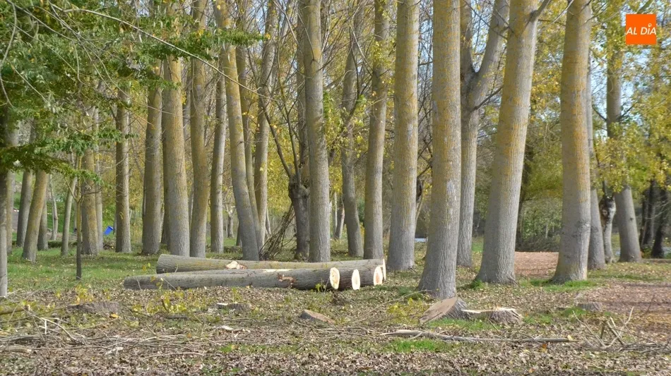 Foto 11 - En marcha la tala de los &aacute;rboles del tramo de la Alameda Vieja que queda por renovar  
