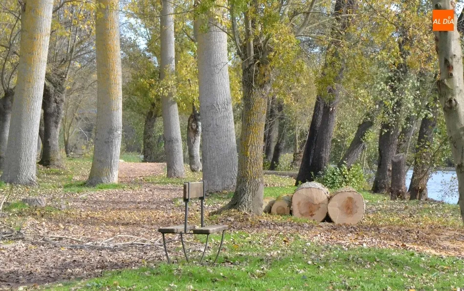 Foto 10 - En marcha la tala de los &aacute;rboles del tramo de la Alameda Vieja que queda por renovar  