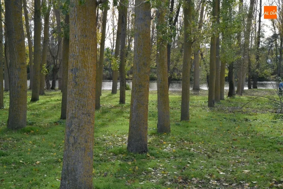 Foto 8 - En marcha la tala de los &aacute;rboles del tramo de la Alameda Vieja que queda por renovar  