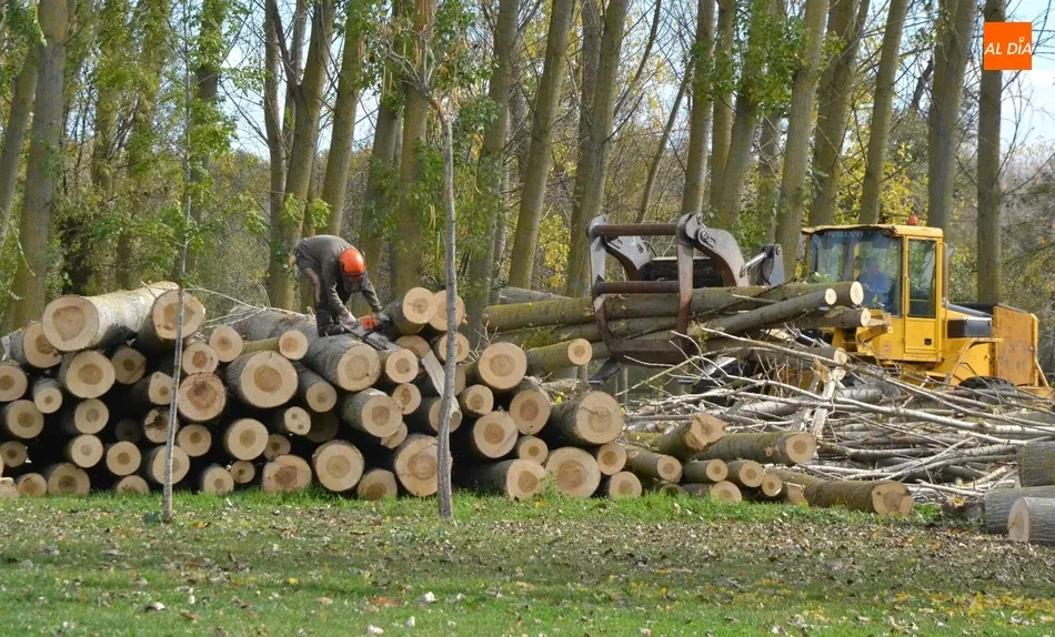 En marcha la tala de los árboles del tramo de la Alameda Vieja que queda por renovar  
