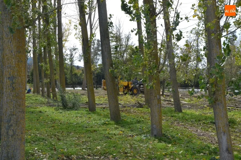 Foto 7 - En marcha la tala de los &aacute;rboles del tramo de la Alameda Vieja que queda por renovar  