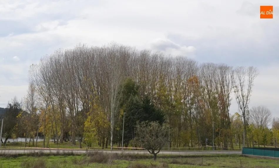 Foto 4 - En marcha la tala de los &aacute;rboles del tramo de la Alameda Vieja que queda por renovar  