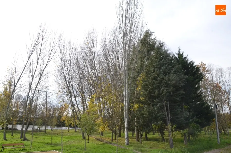 Foto 5 - En marcha la tala de los &aacute;rboles del tramo de la Alameda Vieja que queda por renovar  