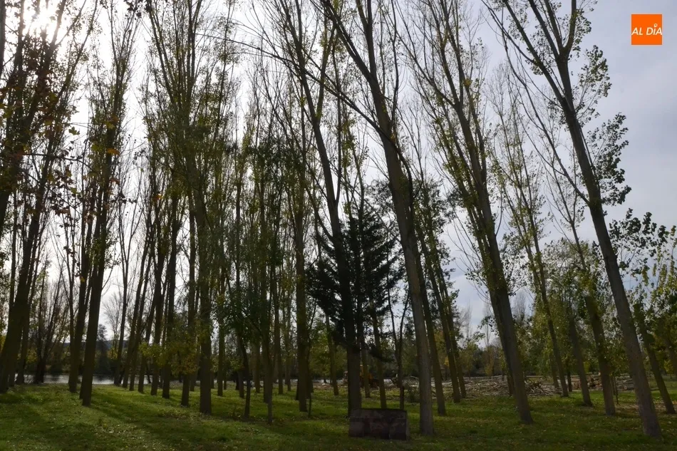 Foto 6 - En marcha la tala de los &aacute;rboles del tramo de la Alameda Vieja que queda por renovar  