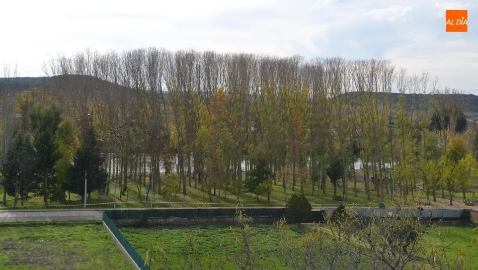 Foto 2 - En marcha la tala de los &aacute;rboles del tramo de la Alameda Vieja que queda por renovar  
