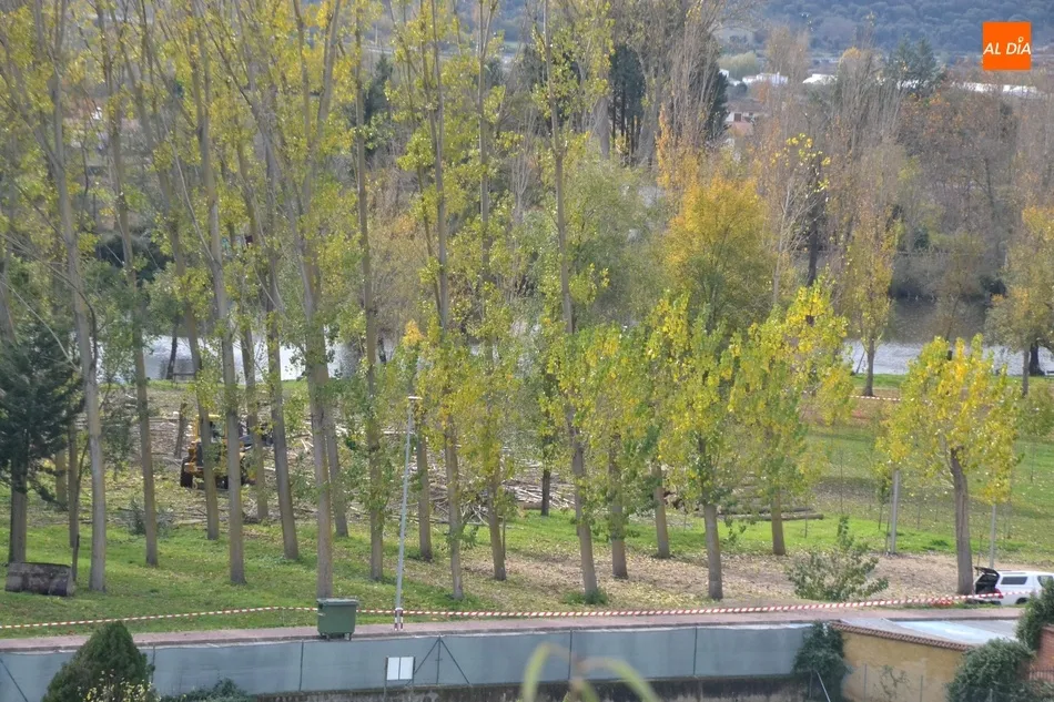 Foto 3 - En marcha la tala de los &aacute;rboles del tramo de la Alameda Vieja que queda por renovar  