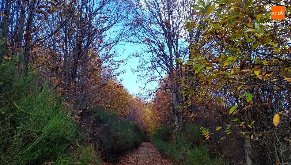 Ruta por el bosque de los alrededores de Béjar / FOTO. JOSUÉ PÉREZ MIRANDA