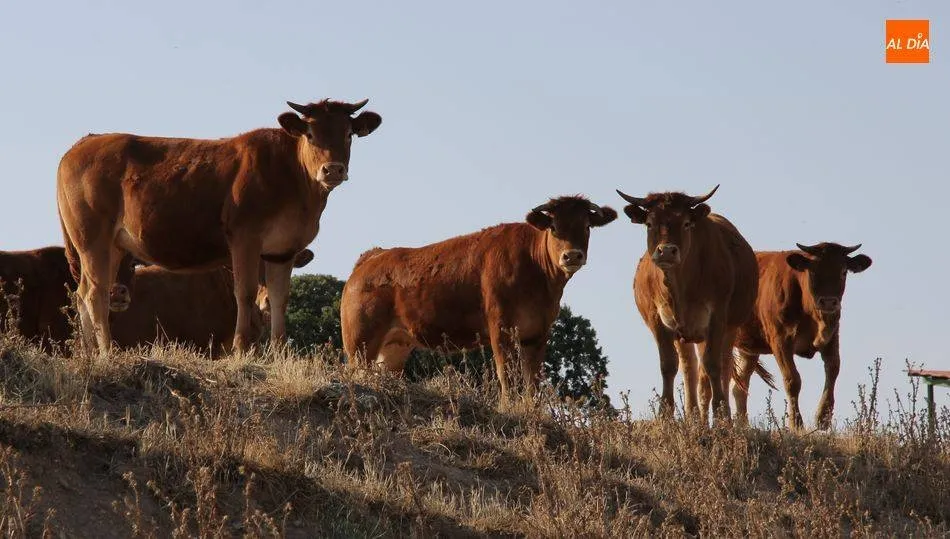 Hombre, y de entre 45 y 65 años, perfil del perceptor de la PAC en la comarca mirobrigense  