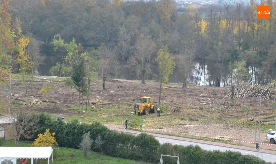Ultimada la tala de árboles en la Alameda Vieja  