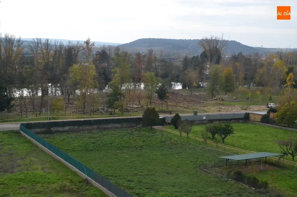 Foto 4 - Ultimada la tala de &aacute;rboles en la Alameda Vieja  