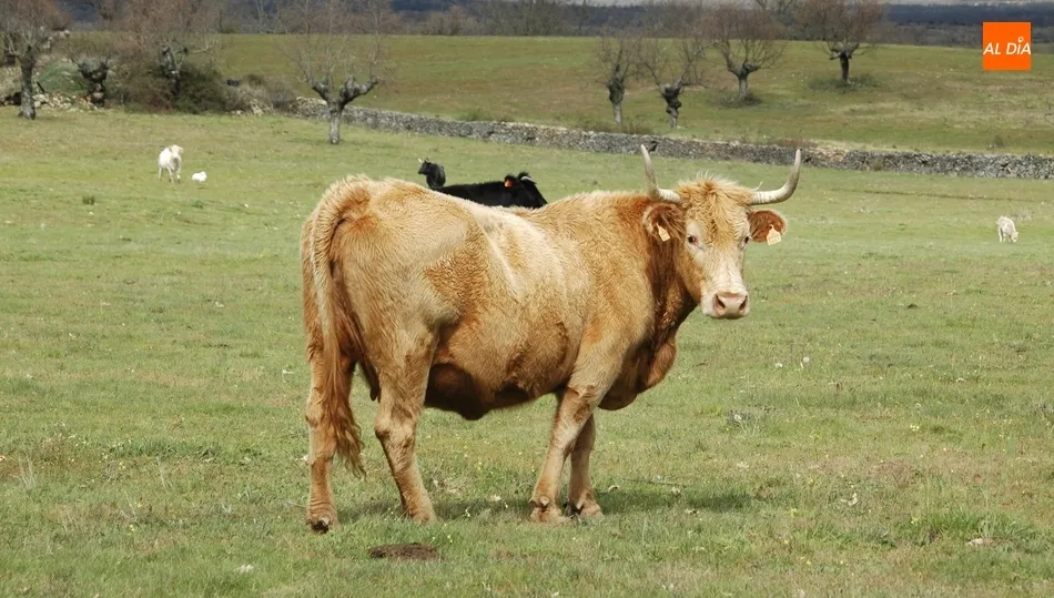 El precio de las canales de vaca volvía a descender por segunda semana consecutiva