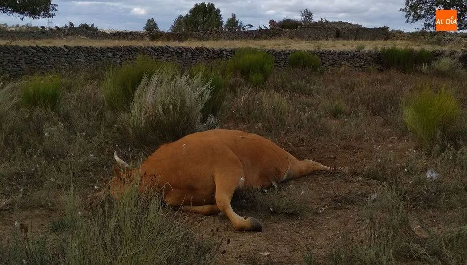 Cuando la ganadera se acercó al lugar ya no pudo ahuyentar a los buitres / ARCHIVO