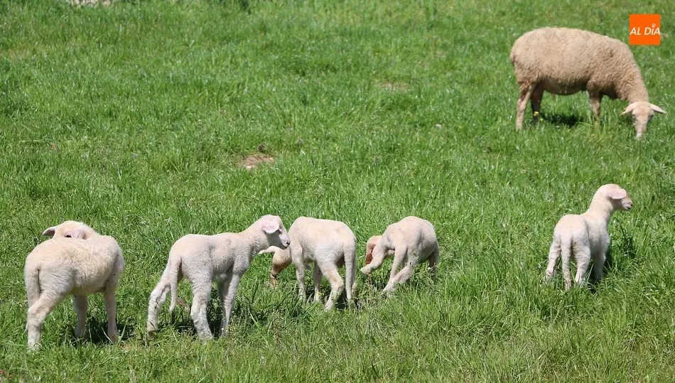 Una semana más los lechazos bajan de precio y cada vez con las Navidades más próximas