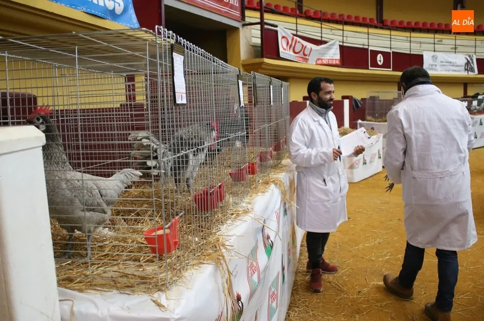 El Campeonato de Avicultura y Colombicultura no se celebrará este año / Archivo