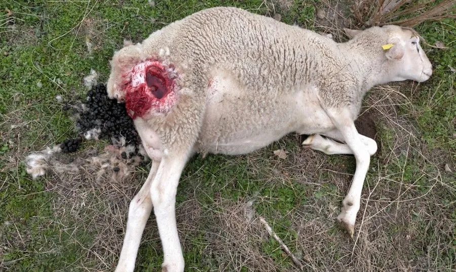 Uno de los animales atacados por buitres en Alaraz. Foto UCCL