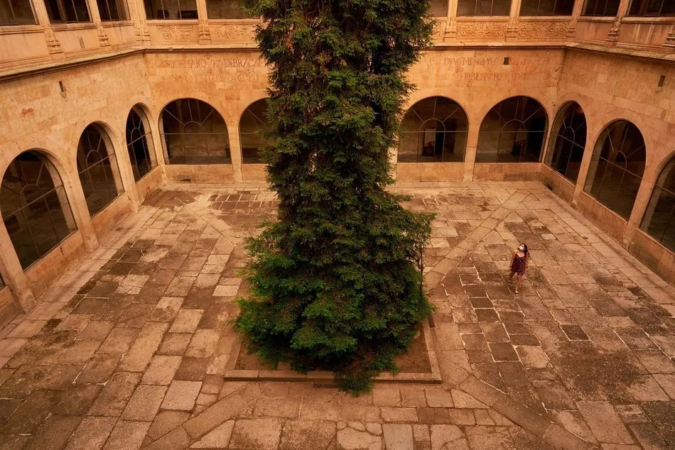 La secuoya roja en el Patio del Claustro de las Escuelas Mayores. - USAL - Archivo